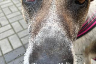 Ktoś poderżnął gardło suczce, a potem porzucił jak śmiecia! Bambi konała w męczarniach [ZDJĘCIA]