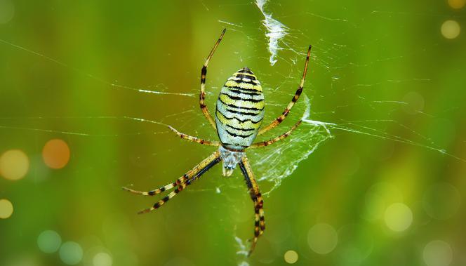 Tygrzyk paskowany - jadowity pająk w Polsce. Czy jest groźny dla człowieka?