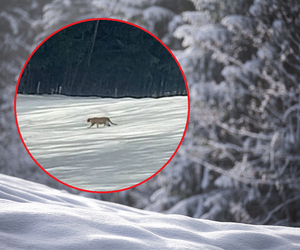 W Małopolsce grasuje puma? Strażacy: Na wszelki wypadek prosimy uważać