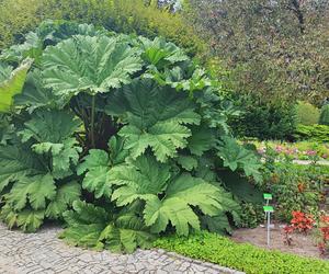 To jeden z najpiękniejszych ogrodów botanicznych w Polsce. Znajduje się na Dolnym Śląsku 