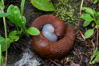 Domowe sposoby na ślimaki. Zdjęcia