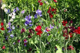 Jakie kwiaty można siać do gruntu w marcu - lista kwiatów jednorocznych i bylin