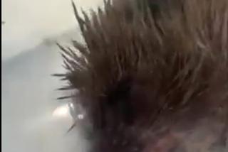 Jeżyk uczulony na sianko