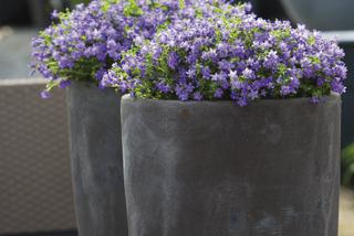 Fioletowe kwiaty ogrodowe: dzwonek Poszarskiego