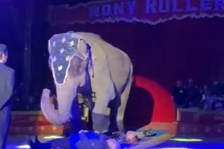 Polski kardynał w cyrku. Szokujące sceny