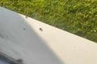 Inwazja biedronek azjatyckich we Wrocławiu! Wasze zdjęcia 