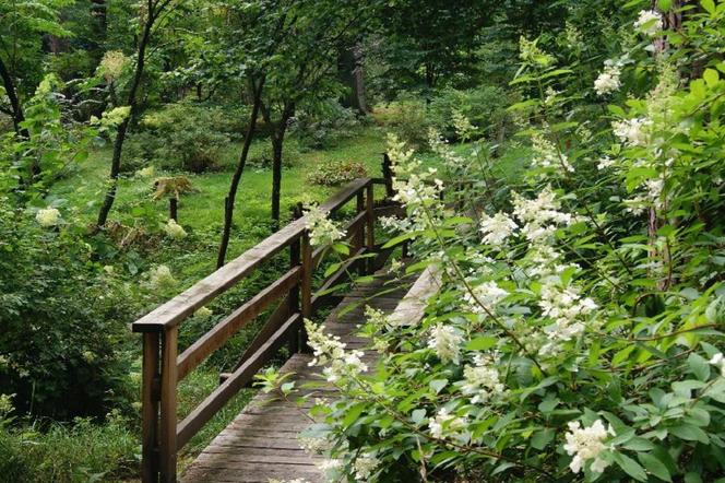 Leśne arboretum w Kudypach otwarte dla zwiedzających [ZDJĘCIA]