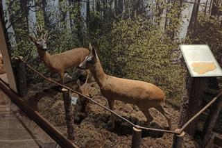 Muzeum Przyrody w Olsztynie. Poznajcie faunę oraz florę Warmii i Mazur