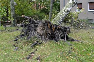 Jakich drzew nie sadzić blisko domu? Jakie drzewa najczęściej łamie lub wywraca silny wiatr?