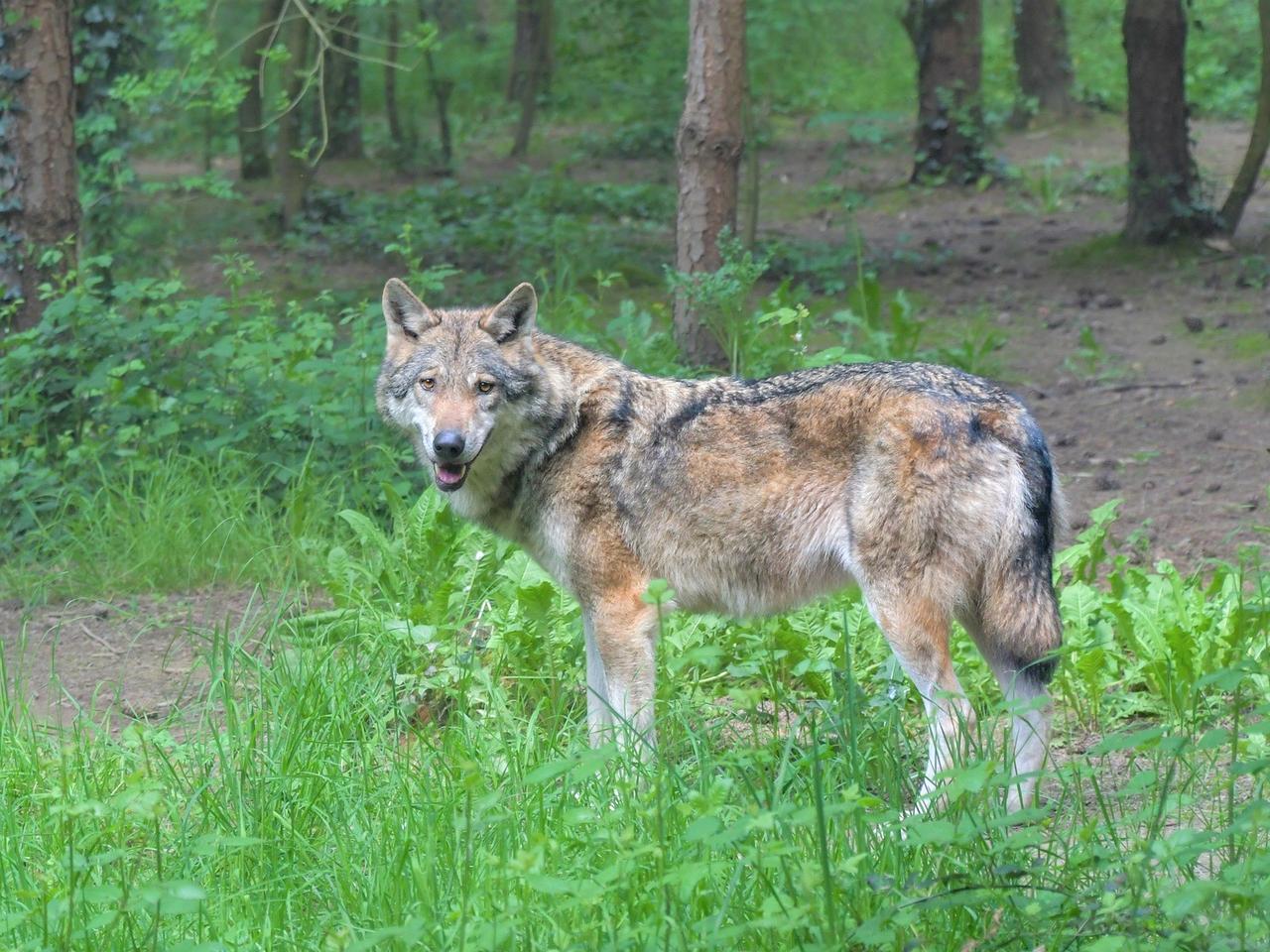 Atak wilków w lesie pod Brzozowem. Mężczyźni bronili się piłami spalinowymi