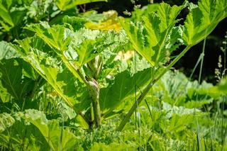Barszcz Sosnowskiego - śmiertelnie niebezpieczna roślina. Jak ja rozpoznać? Gdzie rośnie?