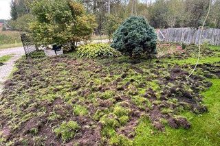 Dziki niszczą działki i miejsca publiczne w Suchedniowie