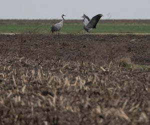 Żurawie powróciły do Poleskiego Parku Narodowego