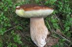 Borowik