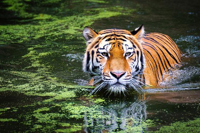 Tygrys kąpie się w basenie, a małpy jedzą... lody owocowe. Upały w zamojskim zoo