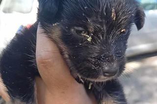 Pieski były w fatalnym stanie. Ich właściciel już usłyszał zarzuty znęcania się