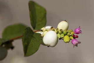 Śnieguliczka biała