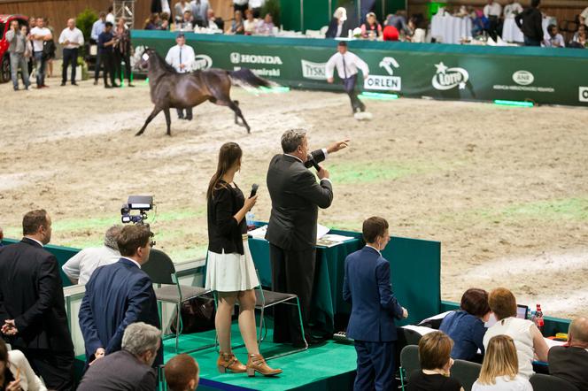 Aukcja koni w stadninie w Janowie: ANR zleciła kontrolę  