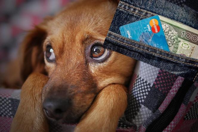 Oszuści podszywają się pod łódzkie schronisko. Chcą pozyskać 1,5% podatku