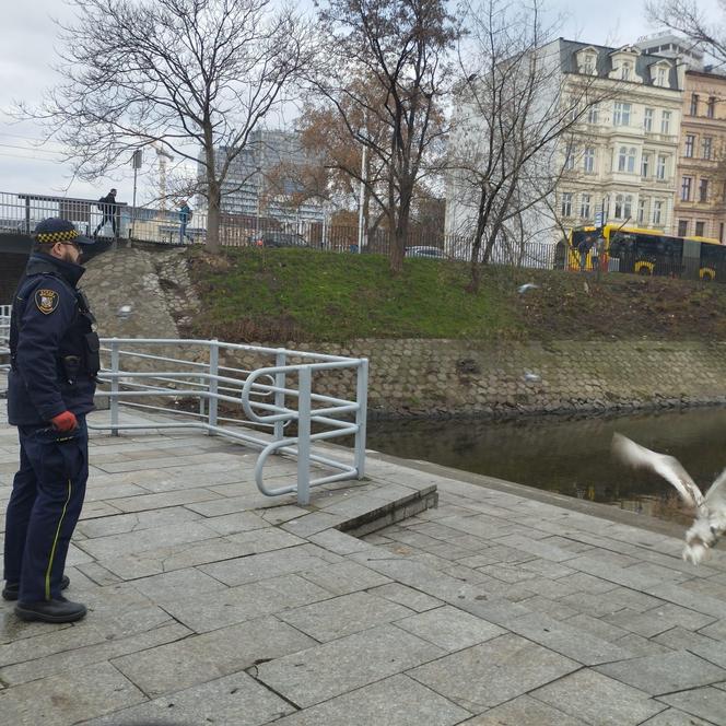 Zbłąkany łabędź wybrał się na spacer po jarmarku we Wrocławiu. „Szukał świątecznego nastroju”