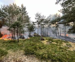 Wielki pożar lasu nieopodal Kołobrzegu