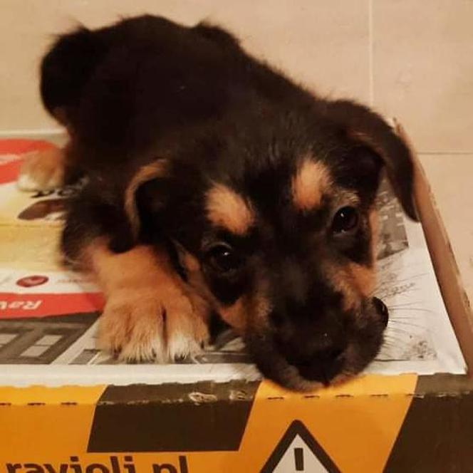 Pies szuka domu na opakowaniu pizzy. Niesamowita akcja porusza serca! [ZDJĘCIA]