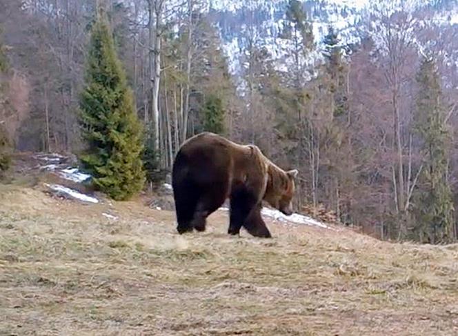 Niedźwiedzie w Beskidzie Żywieckim. Zobacz wideo z fotopułapki
