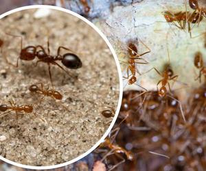 Groźne czerwone mrówki ogniste dotarły do Europy. Kąsają już ludzi na Sycylii. To „ból jak po dotknięciu naelektryzowanego” przedmiotu