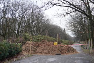 Wycinka stuletnich tuj w Parku Planty w Białymstoku