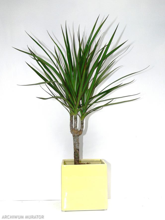 dracena-obrzezona