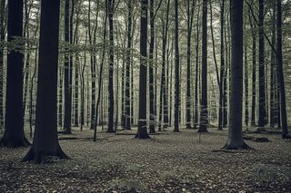 Dramat w Sośnie. Jak 72-latka wymknęła się z pułapki ojca i syna?