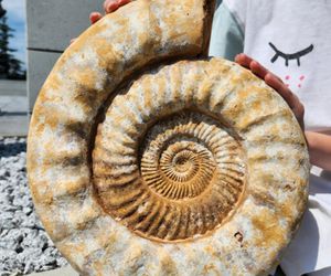 Mineral Expo w Pałacu Kultury ze szkieletem ichtiozaura