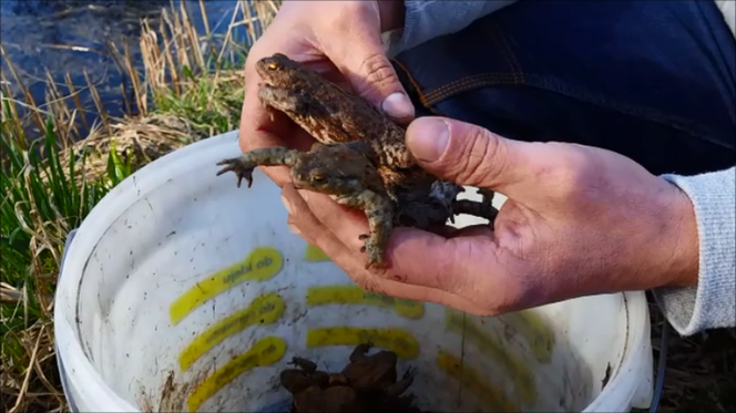 Kto kradnie żaby z gdańskich stawów? Zagadka rozwiązana! Zobaczcie tylko TO wideo!