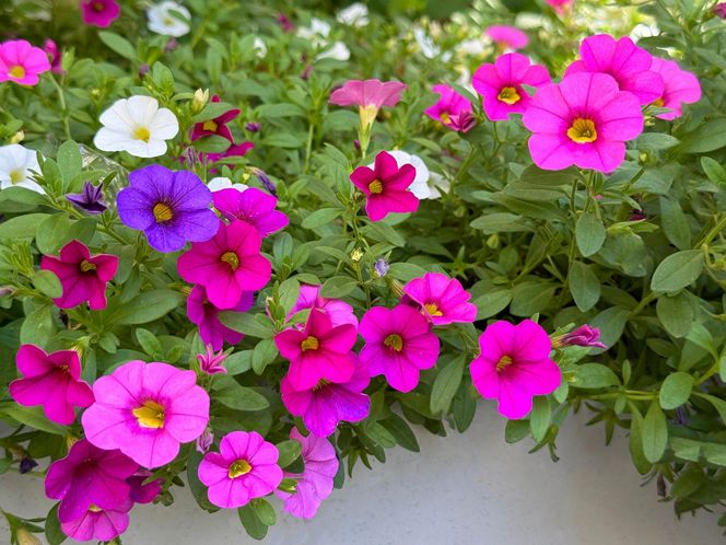 Calibrachoa