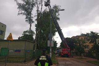 Warszawa: Uschnięte drzewa siały grozę na Pradze. Interweniowali strażacy