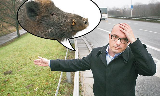 Stada dzików grasują na Wisłostradzie