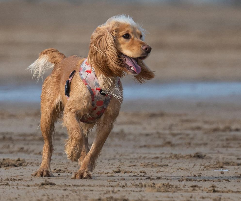 Ratownicy na Mazurach mają dość. Chodzi o psy. „Ludzie mają to w nosie”