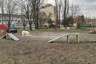 Wybiegi dla psów w Łodzi