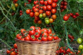 Zawsze w czerwcu stostuję ten wzmaczniacz do pomidorów, którego nauczył mnie dziadek. Oprysk na pomidory. Owoce dojrzewają niczym w słońcach Hiszpanii. Domowy oprysk na pomidory 