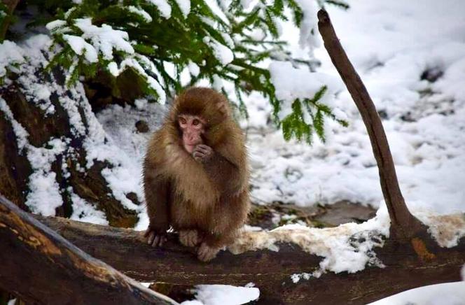 Zimowe harce na śniegu - zwierzaki z płockiego zoo szaleją ZOBACZ ZDJĘCIA!