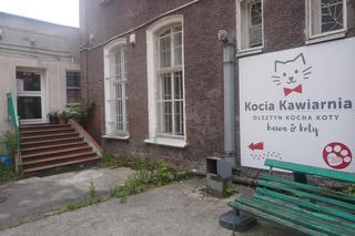Kocia kawiarnia w Olsztynie się zamyka. Jaki los czeka koty? [ZDJĘCIA]
