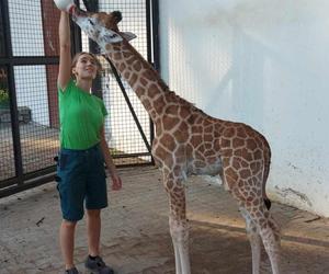 Warszawskie ZOO. Żyrafa Pietruszka