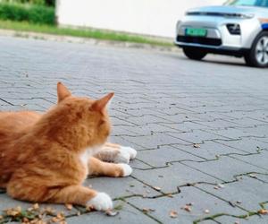 Garfield szybko zdobył należne mu miejsce w komendzie Straży Miejskiej w Świdniku