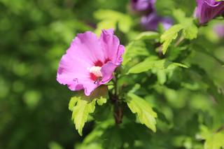 Kwitnący Ogród Botaniczny UMCS w Lublinie