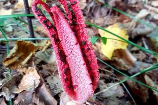 Grzybobranie 2022. Zobaczcie niesamowite zdjęcia naszych Czytelników 