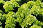 Hortensja bukietowa ‘Little Lime’