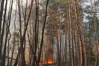 Płonął las w powiecie radomszczańskim. Ogień strawił 10 hektarów poszycia!