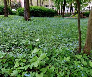 Ogród Botaniczny UKW jest jak nowy. Sprawdźcie, co się tam zmieniło!