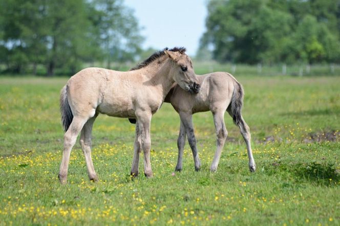 Ponidzie. Konik polski