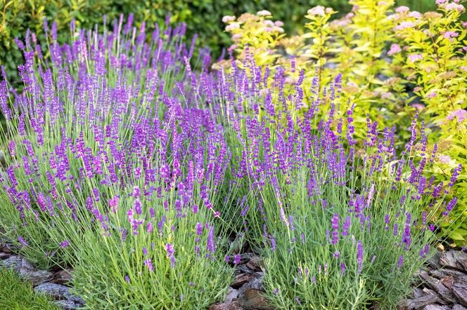 Lawenda wąskolistna